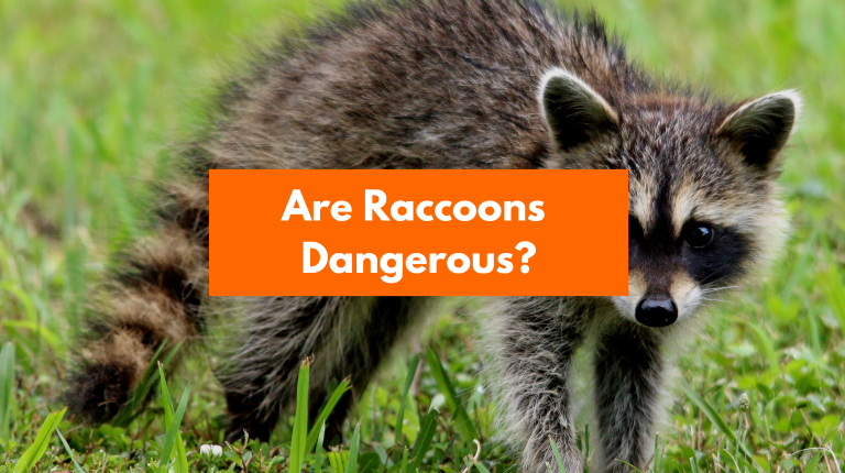Are Raccoons Dangerous? (To Humans, Dogs, Cats, & Pets)