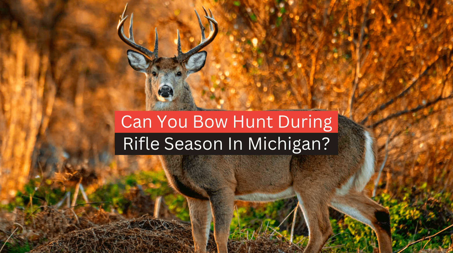 Can You Bow Hunt During Rifle Season in Michigan?