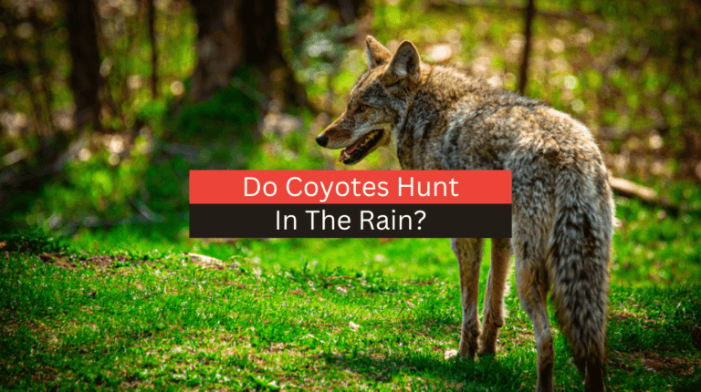 Do Coyotes Hunt In The Rain?