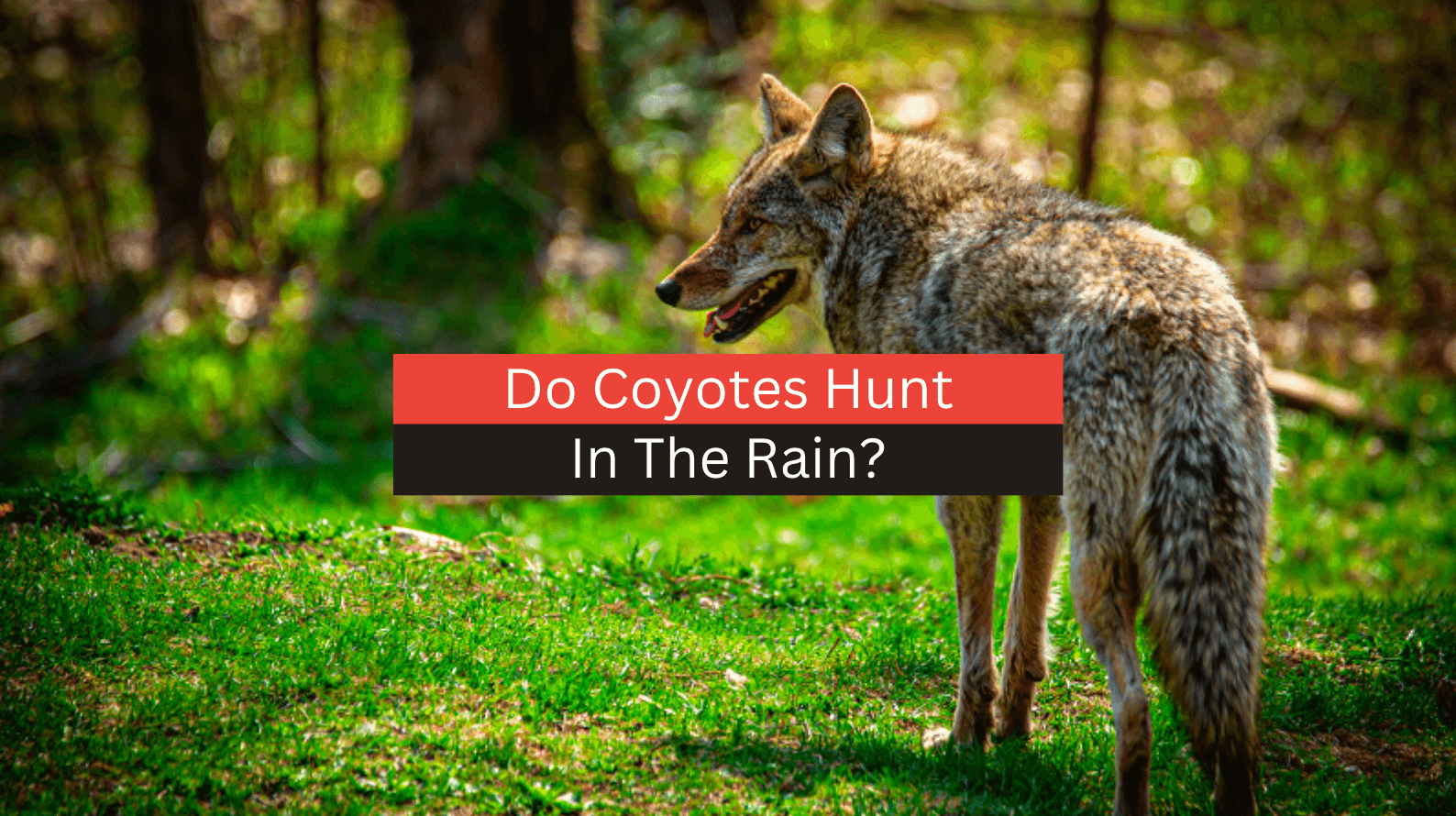 Do Coyotes Hunt In The Rain? (2023 Full Guide)