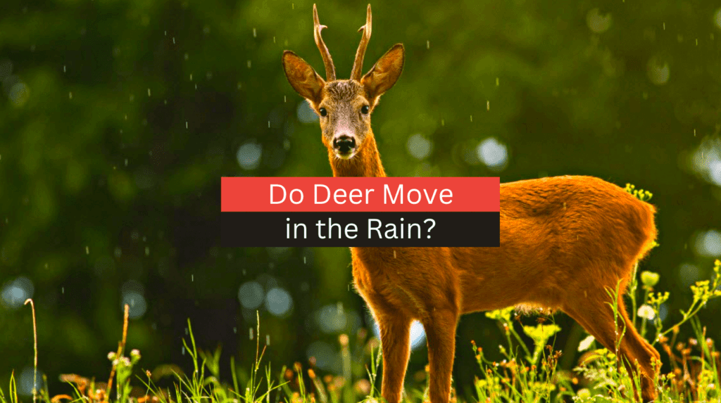 Do Deer Move in the Rain?