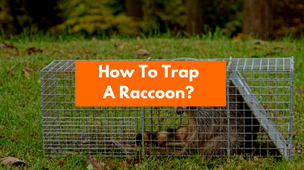 How To Trap A Raccoon