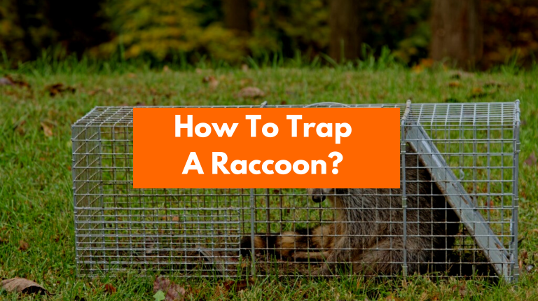 How To Trap A Raccoon? (Live Trap, Attic, Backyard, Wild)
