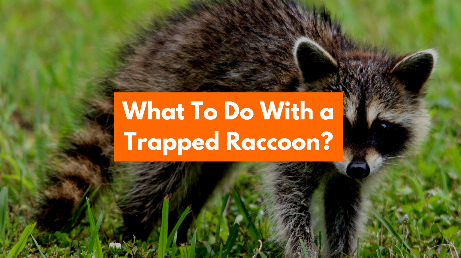 what-to-do-with-a-trapped-raccoon-trap-and-relocate