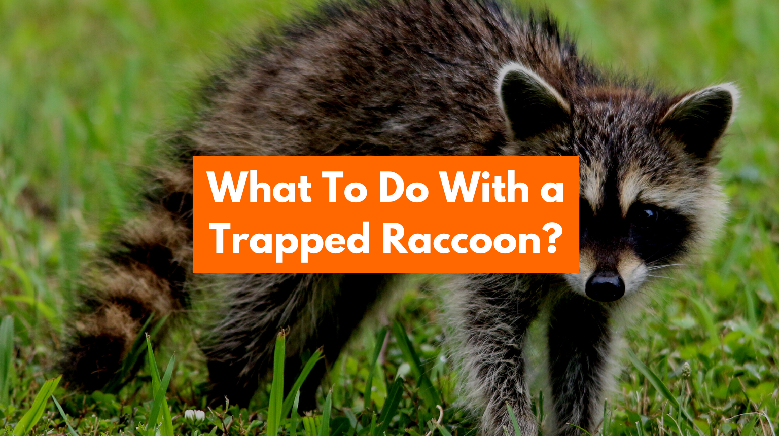 What To Do With A Trapped Raccoon Trap And Relocate 