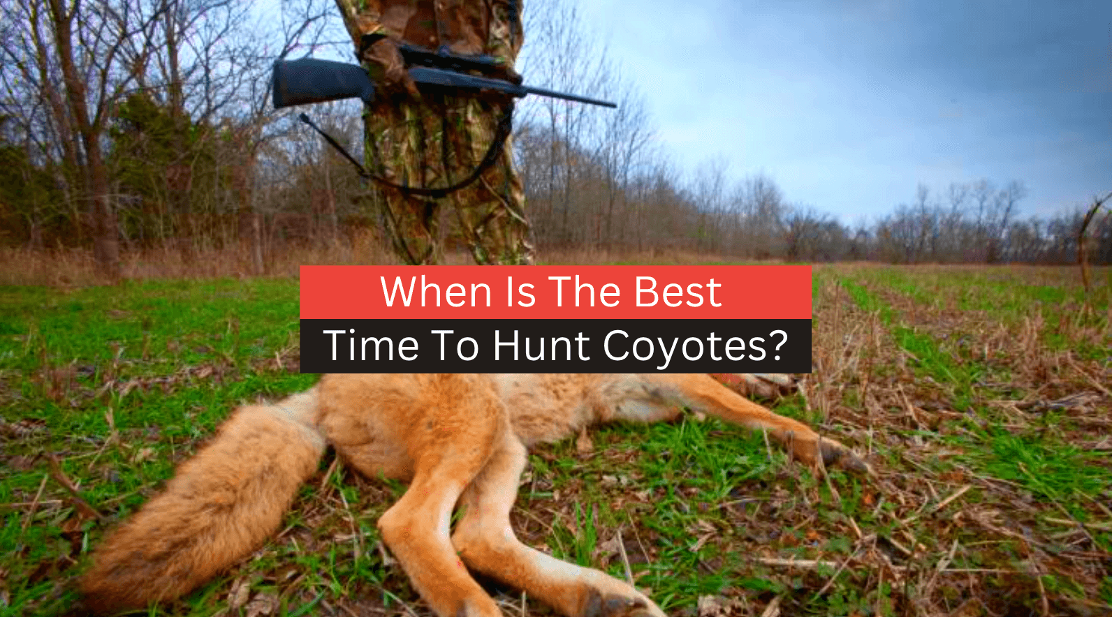 When Is The Best Time To Hunt Coyotes? (2023 Full Guide)