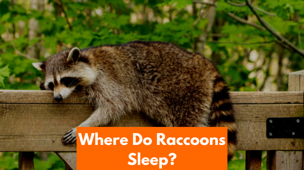 where do raccoons sleep