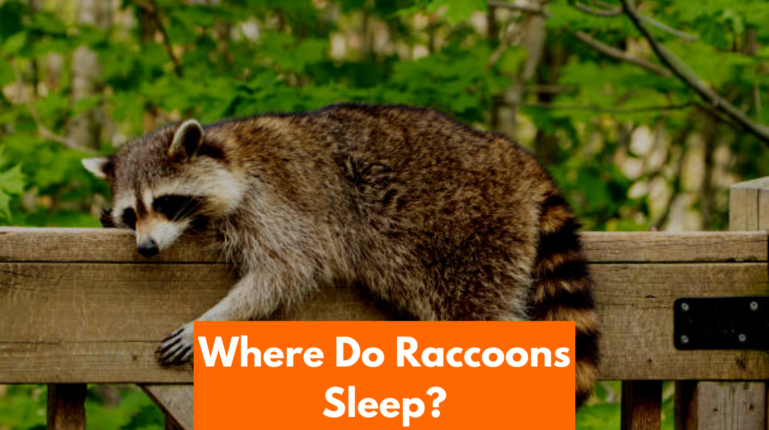 where-do-raccoons-sleep-find-out-in-this-guide